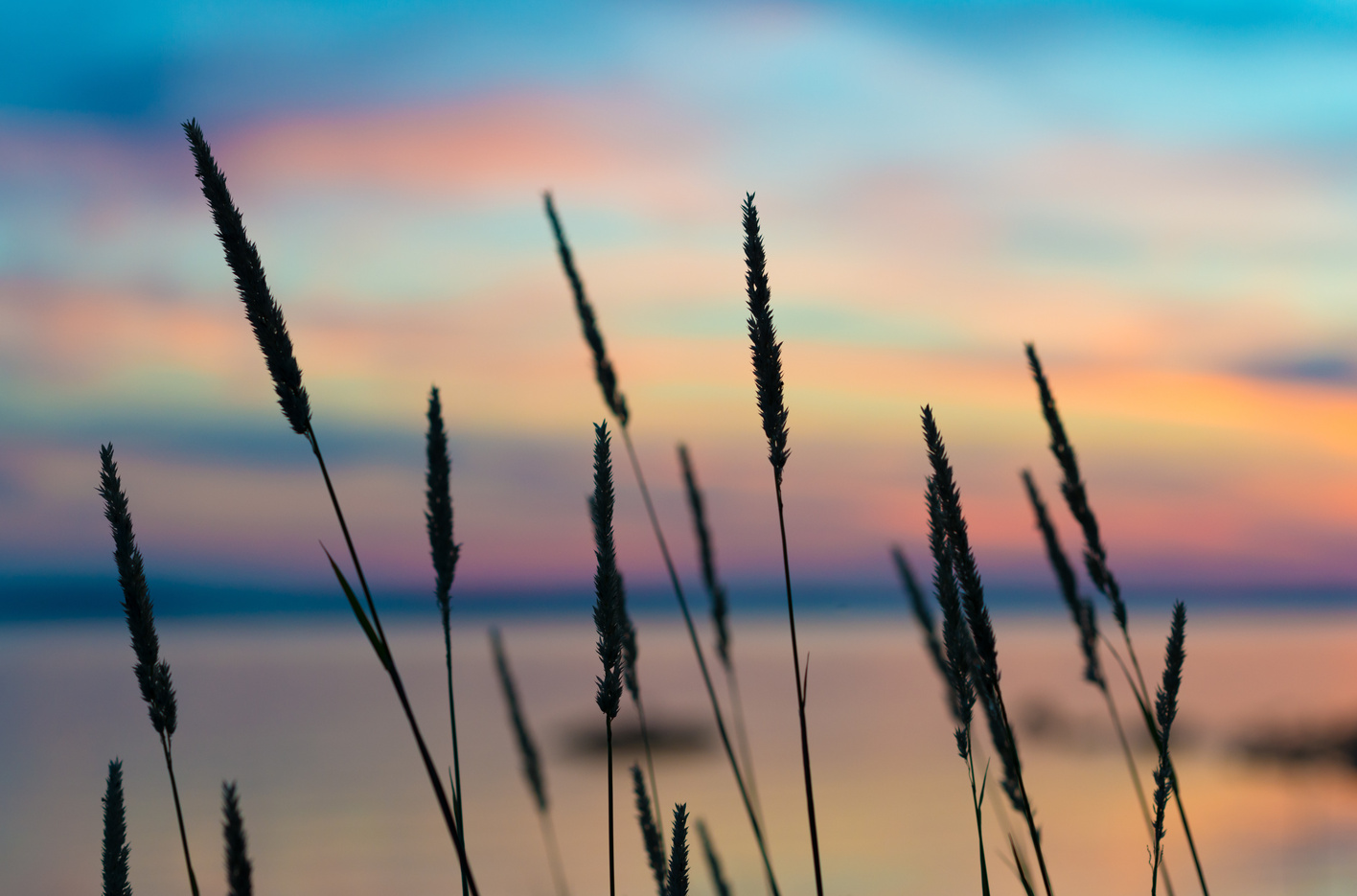 Summer Reeds in Colourful Sunset