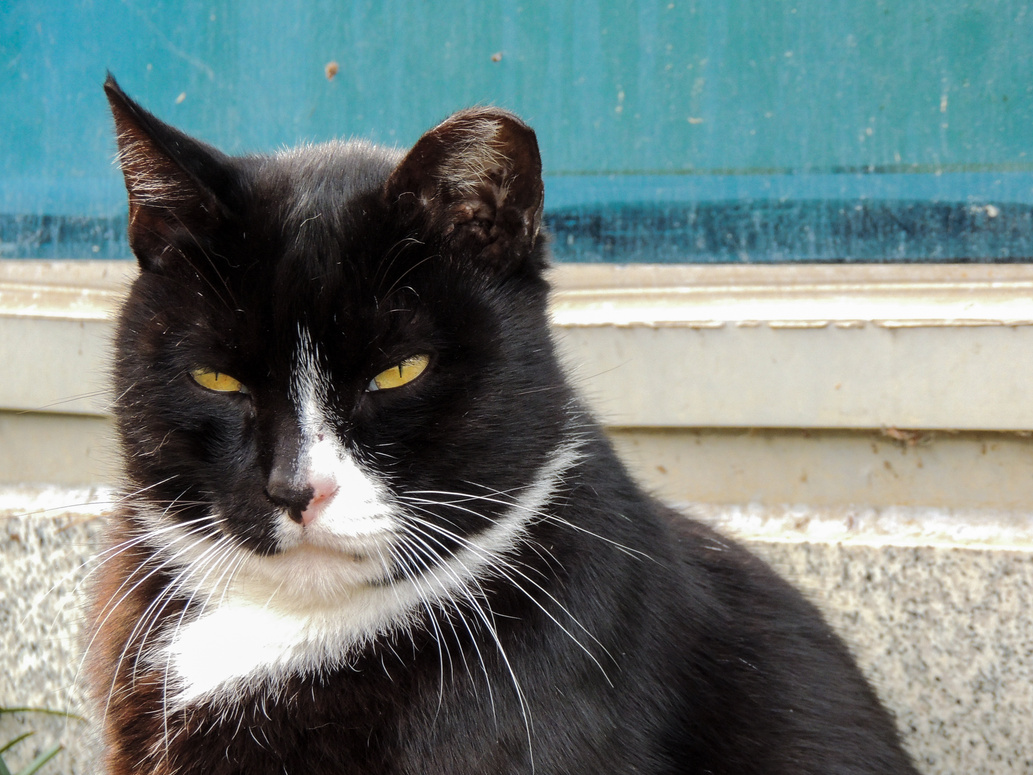 Black Tuxedo Cat Outdoors