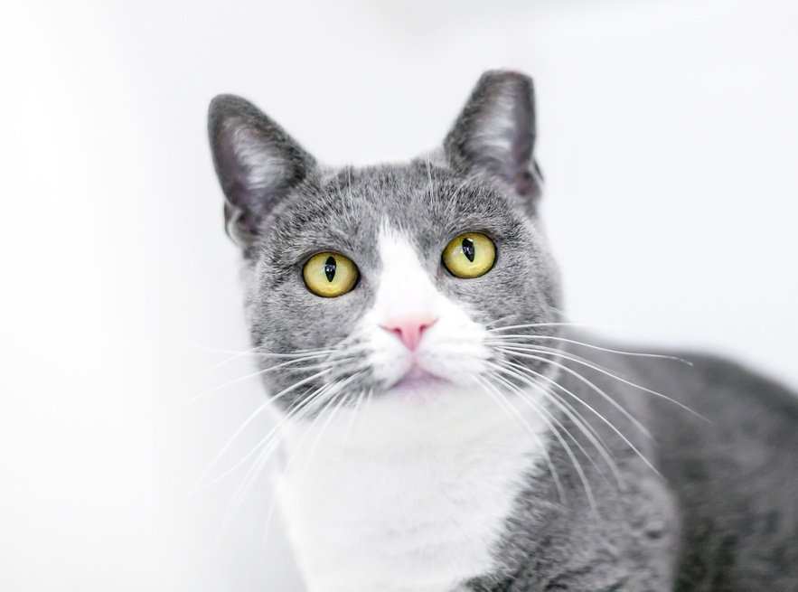 A domestic shorthair cat with its ear tipped