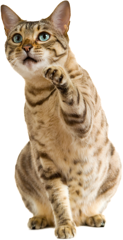 Bengal Cat Clawing at the Air