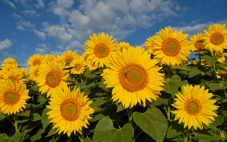 September sunflowers